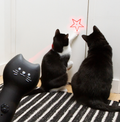 Laser pour chat - Kikkerland