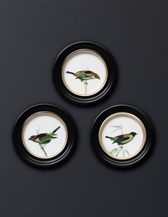Cadres Ronds Oiseaux Colorés - Chehoma