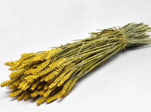 Triticum Dried Flower Bunch - DécoFleur