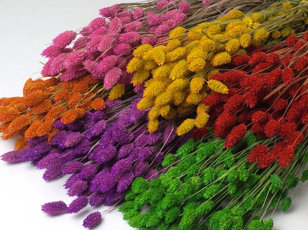 Botte de fleurs séchées Phalaris - DécoFleur